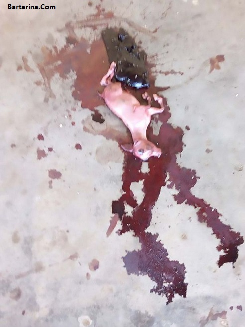 به دنیا آوردن بز,بچه بز در نیجریه عکس به دنیا آوردن بز توسط زن نیجریه ای پس از دو سال بارداری