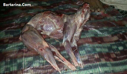 خوردن گوشت سگ در منطقه لشکرآباد اهواز + عکس