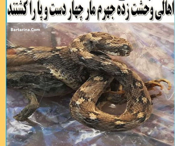 کشته شدن مار چهار دست و پا در روستای نوداد جهرم + عکس