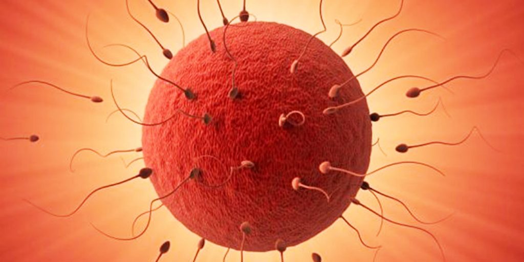 راههای افزایش سرعت حرکت اسپرم ها