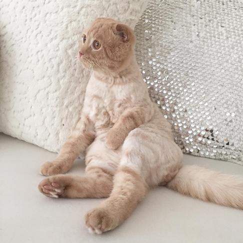 گربه کتاب خوان بهنوش طباطبایی+ عکس