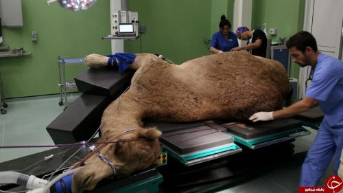 احداث اولین بیمارستان مخصوص شتر در جهان