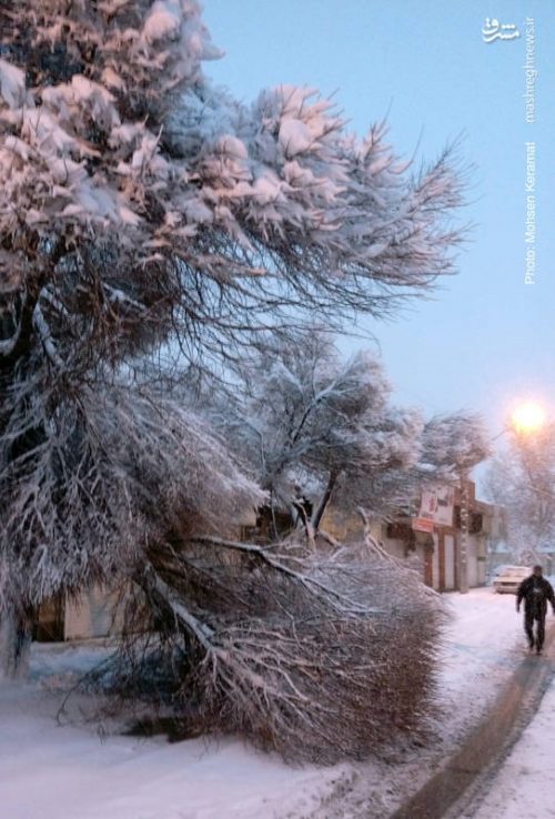 تصاویری از خسارت برف امروز به درختان