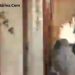 فیلم دستگیری سه داعشی در کرمانشاه + عکس بازداشت 3 داعشی